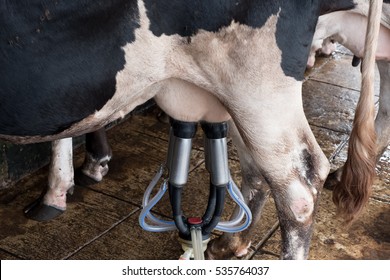Cow milking facility and mechanized milking equipment