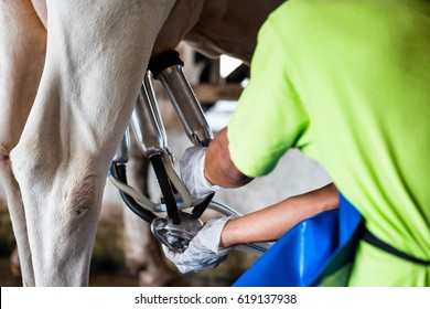 Cow milking facility and mechanized milking equipment.