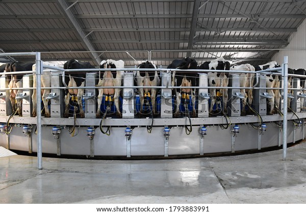 Cow Milking Facility Mechanized Milking Equipment Stock Photo ...