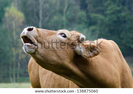 the cow moos