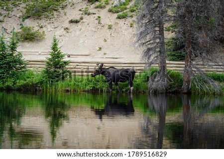 A cow (moose, Alces alces) walking and eating in Lake Irene in Rocky Mountain National Park, Colorado 