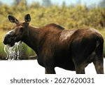 Cow Moose eating weeds in pond