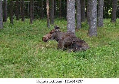 Cow Moose In Maine