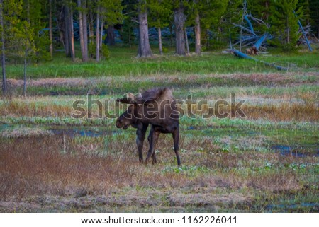 Cow moose munching on willows in Yellowstone National Park, Wyoming