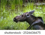 A cow moose resting in Rocky Mountain National Park, Colorado. 