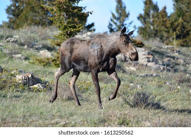 Cow Moose Walking Through The Forest.