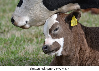 Cow Mother Loving Her Calf Stock Photo (Edit Now) 1649174677