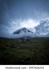 Cow At Mount Pico Azores