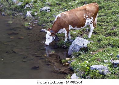 A cow in mountains alps drinking water lake