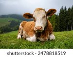 cow, mountains, cows, meadow, alps, mountain cows, hike, farm