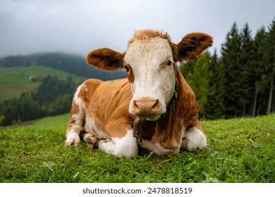 cow, mountains, cows, meadow, alps, mountain cows, hike, farm