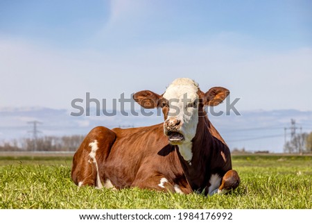 A cow mouth open, red and white in a pasture lying lazy mooing cow, wailing, showing gums and tongue