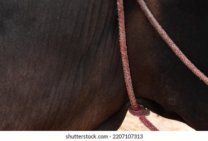 cow neck bell lanyard on cow skin  - Shutterstock ID 2207107313
