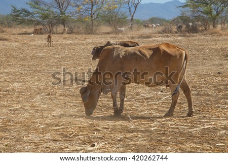 cow from Nicaragua during dry summer 