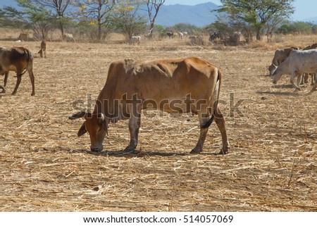 cow from Nicaragua during dry summer 