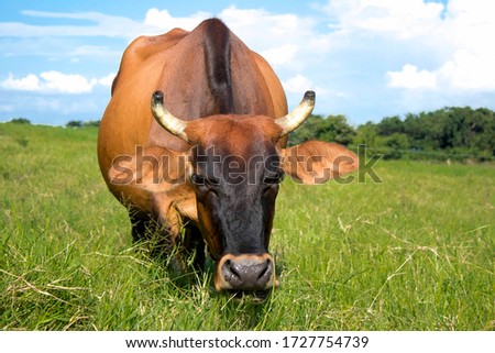 Cow in Nicaragua, Ometepe Island