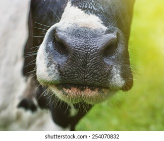 Cow Nose Close-up.