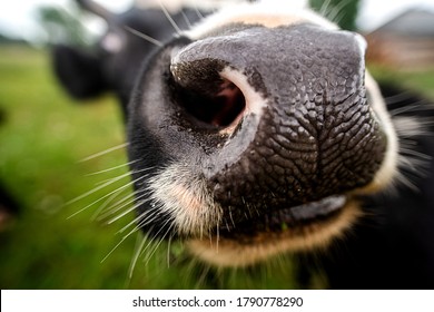 Cow Nose Close-up Very Close