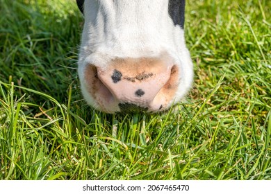 Cow nose, grazing, close up of a cows pink snout in a green grass pasture