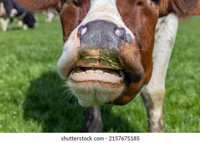 Cow Nose And Mouth, Spit Drooling The Head Showing Teeth Tongue And Gums