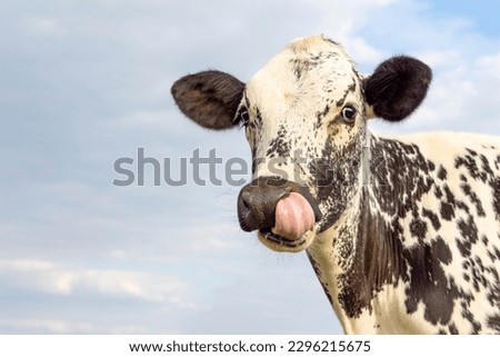 Cow nose picking with tongue, funny portrait of a freckled, spotty black and white head, cute pretty young cow calf, blue sky