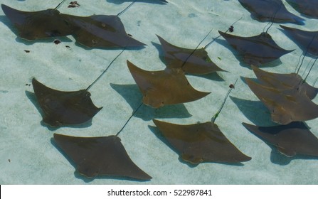 Cow Nose Ray