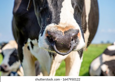  Cow With Nose Ring, Calf Weaning Ring,  Close Up Of A Nose In A Green Pasture And A Blue Sky .