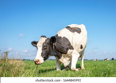 Cow with nose ring and chain, kneeling or rising up cow,  knees in the grass, black and white frisian holstein in a pasture under a blue sky 