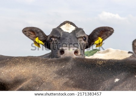 Cow nosy looking over the back of another cow, black and white, peek a boo