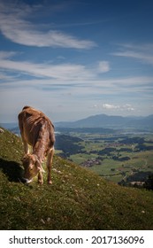 Cow On The Alpspitz In Nesselwang In The Allgäu Alps