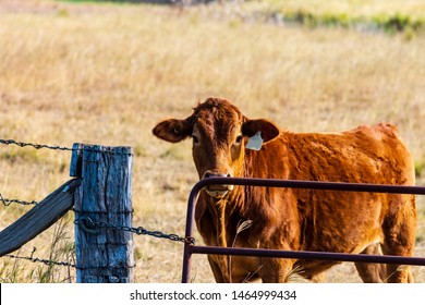 A Cow On An Australian Farm Standing Near A Gate.