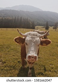 Cow On Austrian Mountain Alps