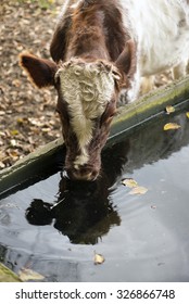 Cow on an autumn meadow drinking water of a drinking trough. Blurred background.