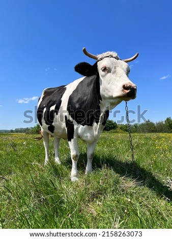 Similar – cow Organic produce Nature