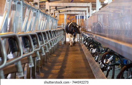 Dairy Barn Images Stock Photos Vectors Shutterstock