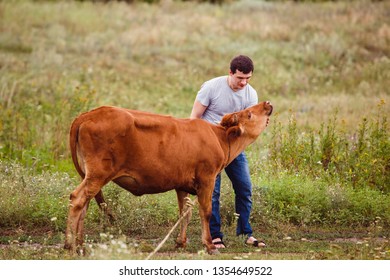 Cow on the farm