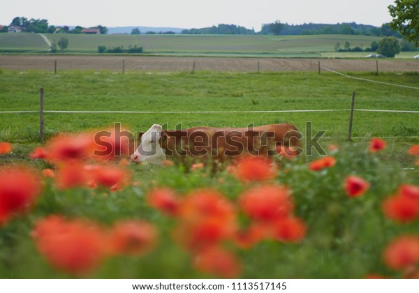 Cow On Farm Red Poppy Flowers Stock Photo Edit Now