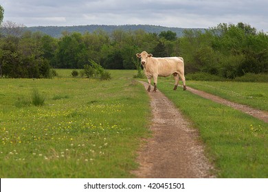 A Cow On A Farm In Rural Scott County Arkansas, United States