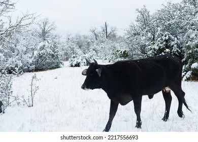 Cow On Farm Walking Through Winter Texas Snow.