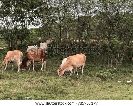 Similar – Lipizzaner, Pferderasse, Slowenien, Europa