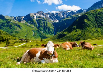 The Cow on grass