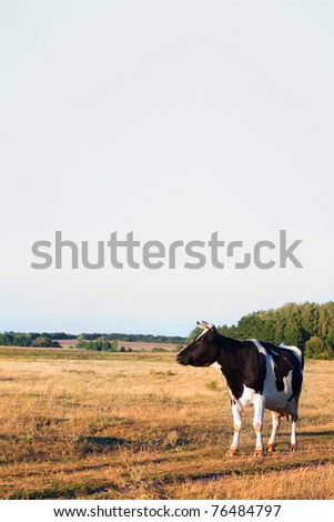 Similar – Cow rest Nature Animal Sky