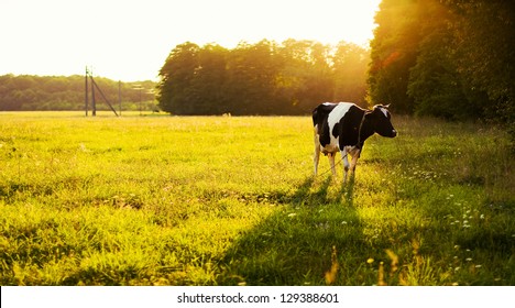 Cow on green grass and evening sky with light