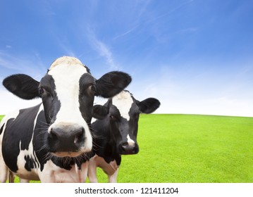 Cow on green grass field with cloud background