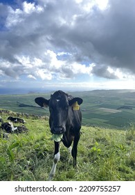 Cow On A Green Hillside In The Azores.