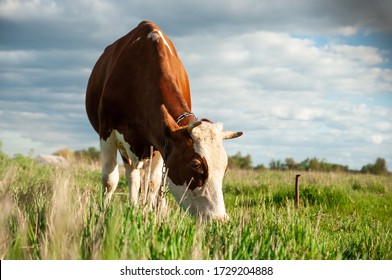 Cow on a green meadow with blue clouds. Pasture for cattle. Cow in the countryside outdoors. Cows graze on a green summer meadow in Ukraine. Rural landscapes with cows on summer pasture
