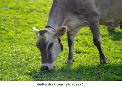 Cow on lawn. Cow grazing on green meadow. Holstein cow. Eco farming. Cows in a mountain field. Cows on a summer pasture. Idyllic landscape with herd of cow grazing on green field with fresh grass. - Powered by Shutterstock