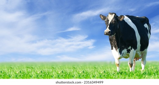 Cow on the lawn. Spotted cow grazing on beautiful green meadow. holstein cow, resting in a meadow. Black and white cow, eco farming in Nederlands. - Powered by Shutterstock