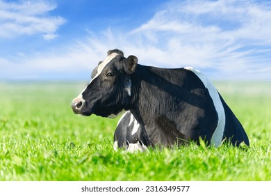 Cow on the lawn. Spotted cow grazing on beautiful green meadow. holstein cow, resting in a meadow. Black and white cow, eco farming in Nederlands. - Powered by Shutterstock