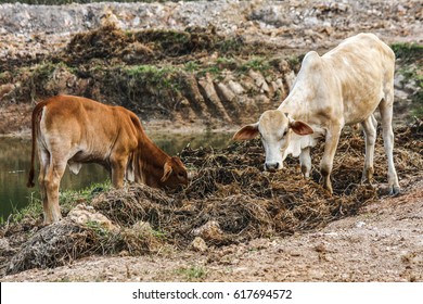 Cow on meadow,  - Shutterstock ID 617694572